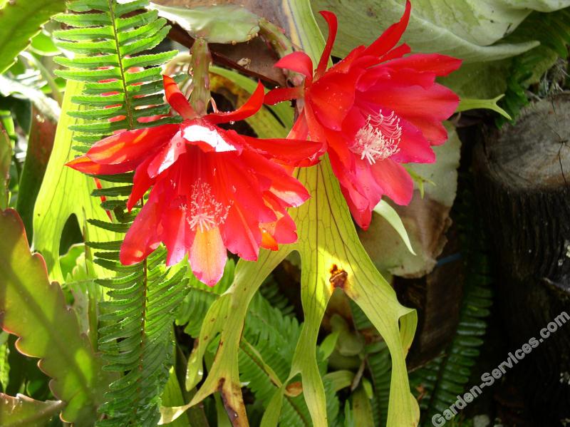 Cactus flowers Mullumbimby Australia