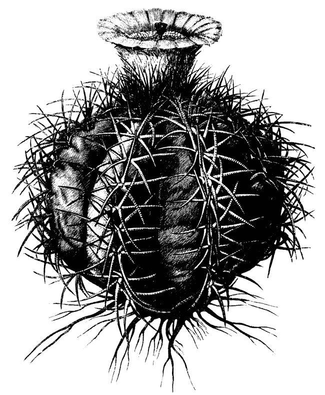 cactus007.jpg