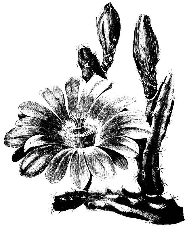 cactus01a.jpg