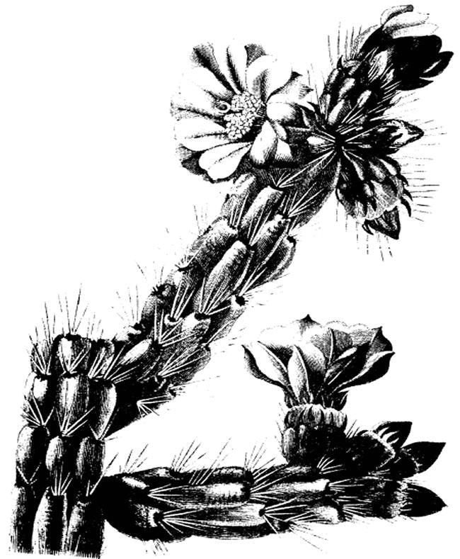 cactus2.jpg