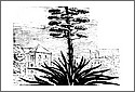 Aloe1.jpg