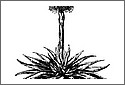 Aloe2.jpg