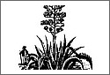 Aloe4.jpg