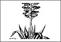 Aloe5.jpg