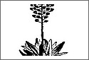 Aloe6.jpg