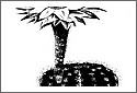 cactus_flower.jpg