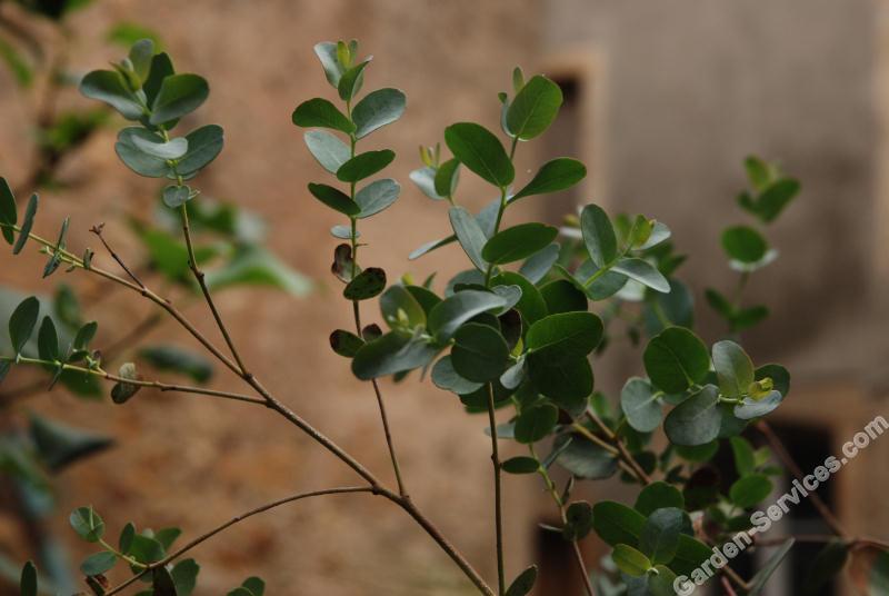 DSC_7125_Eucalyptus_Gunni.jpg