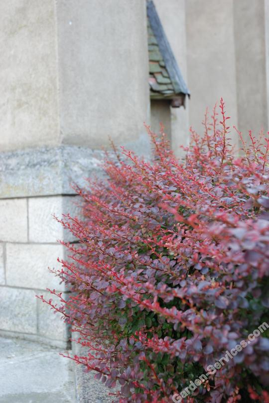 DSC_7147_Hedge.jpg