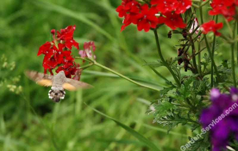 France_Gorze_58_Garden_insect.jpg